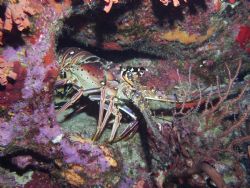 lobster by Reece Zunino 